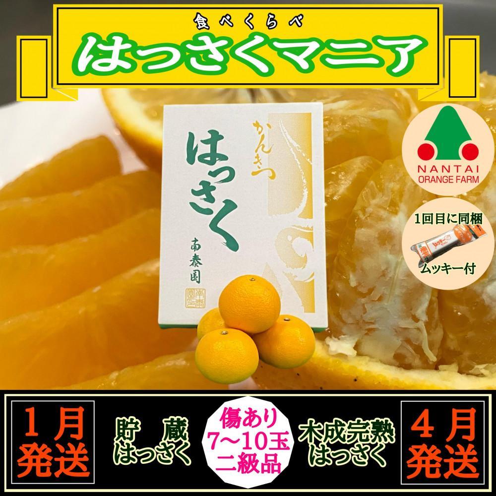 1・4月発送 全2回 定期便 はっさく マニア 貯蔵 & 木成完熟  傷あり 二級品 7 〜 10玉 化粧箱 和歌山 有田 南泰園和歌山県有田川町20000果物・フルーツみかん・柑橘類