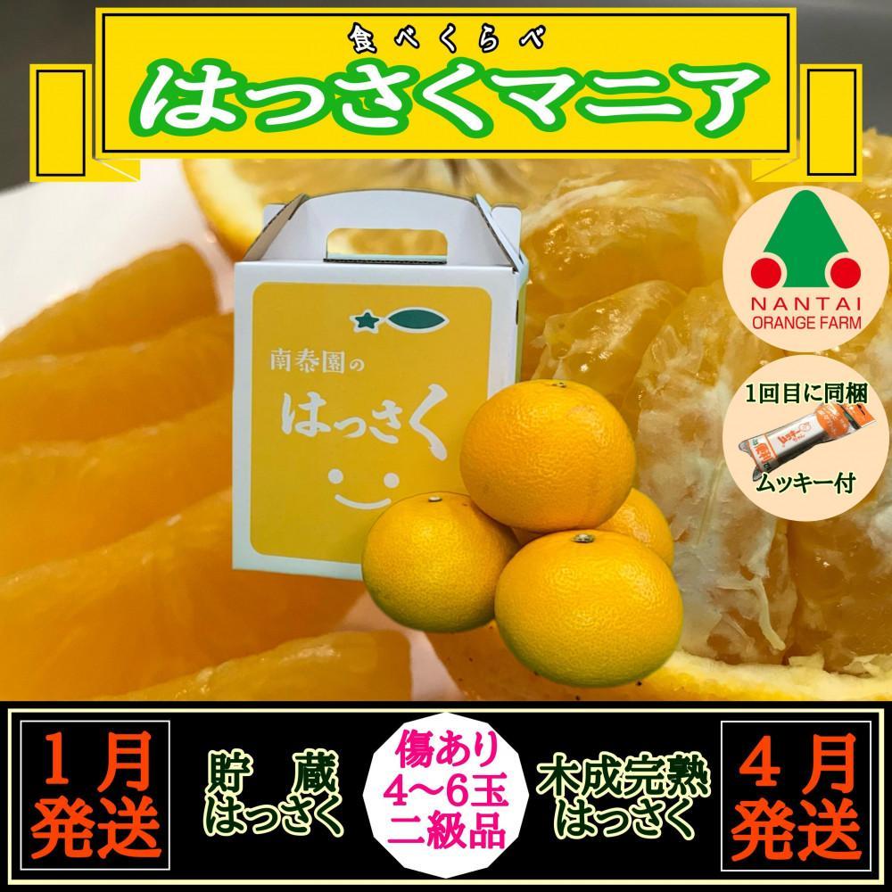 1月・4月 全2回 定期便 はっさく マニア 貯蔵 & 木成完熟 傷あり 二級品 4 〜 6玉 手さげ箱 和歌山 有田 南泰園和歌山県有田川町15000果物・フルーツみかん・柑橘類