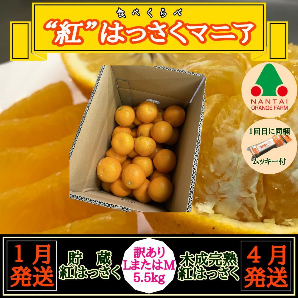 1・4月発送 全2回 定期便 紅はっさく マニア 貯蔵 & 木成完熟 訳あり傷多め L または M 5.5kg 茶箱 和歌山 有田 南泰園和歌山県有田川町20000果物・フルーツみかん・柑橘類