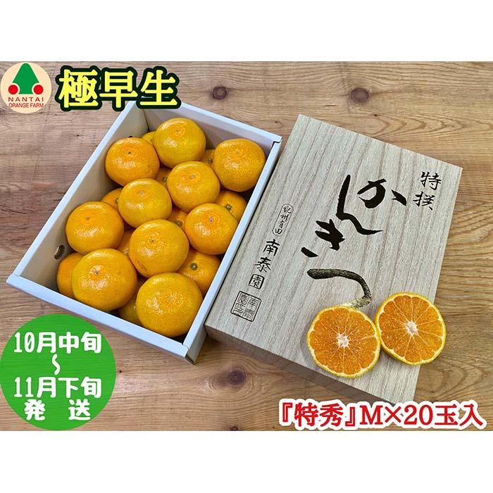 極早生 有田 みかん 化粧箱 小箱 特秀 M サイズ 20玉入 南泰園 和歌山 有田みかん和歌山県有田川町12000果物・フルーツみかん・柑橘類
