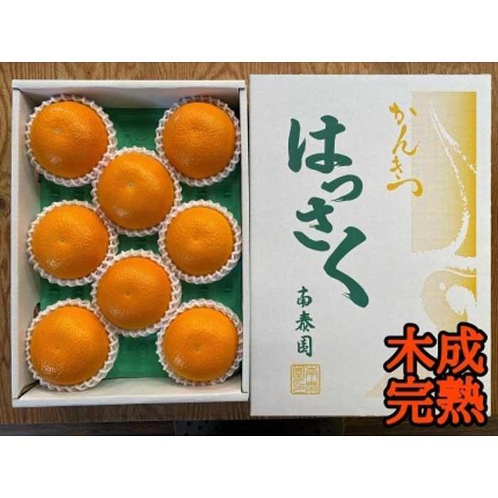 木成完熟 紅はっさく 特秀 L × 8玉 または M × 10玉 サイズ 化粧箱 南泰園【2026年4月上旬〜発送】和歌山県有田川町12000果物・フルーツみかん・柑橘類