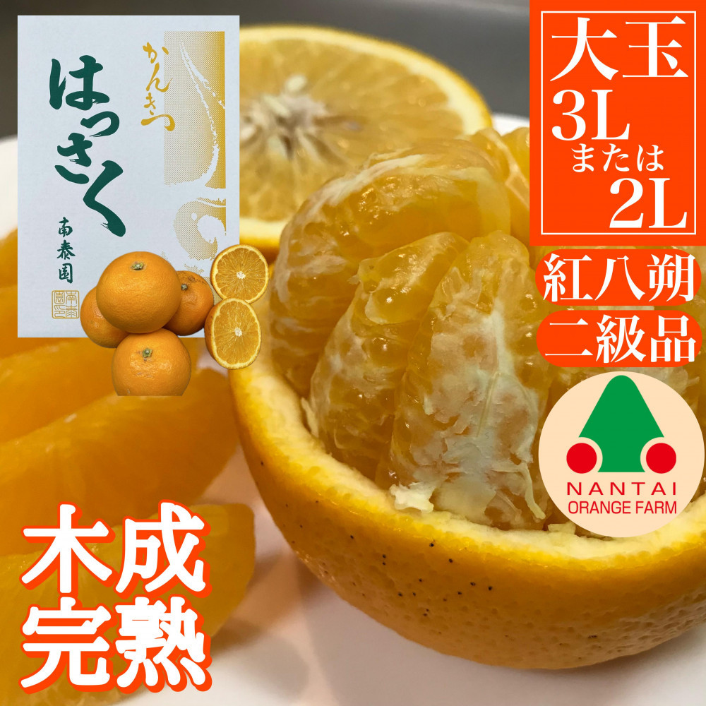 ちょっと 傷あり 木成完熟 紅はっさく 3L × 6玉 または 2L × 7玉 サイズ 化粧箱【2026年4月上旬〜発送】和歌山県有田川町10000果物・フルーツみかん・柑橘類