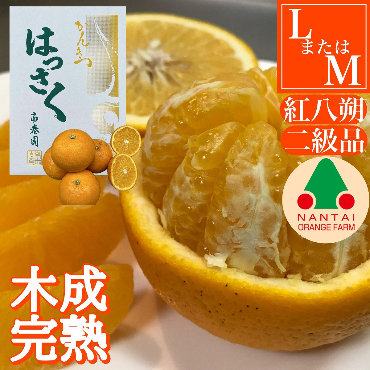 ちょっと 傷あり 木成完熟 紅はっさく L × 8玉 または M × 10玉 サイズ 化粧箱【2026年4月上旬〜発送】和歌山県有田川町10000果物・フルーツみかん・柑橘類