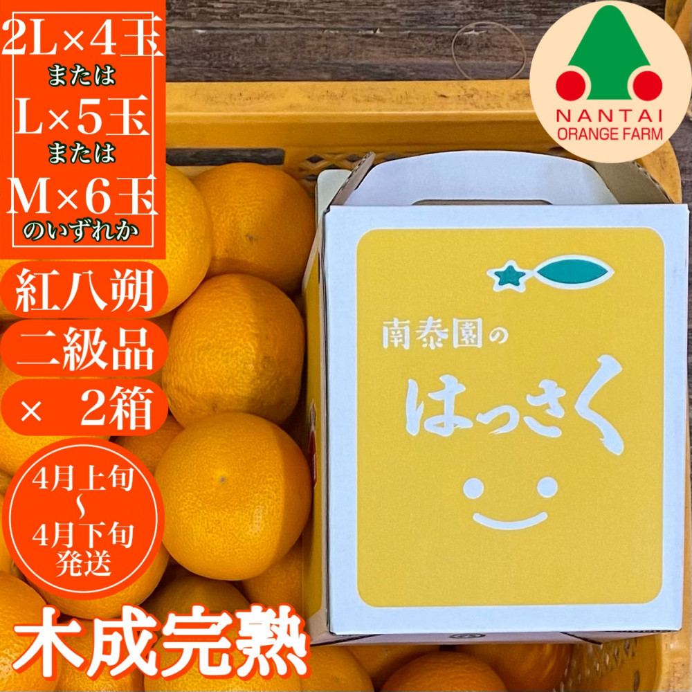 2箱セット ちょっと 傷あり 木成完熟 紅はっさく 2L 〜 M ( 4玉 〜 6玉 ) 手さげ箱 【2026年4月上旬〜発送】和歌山県有田川町15000果物・フルーツみかん・柑橘類