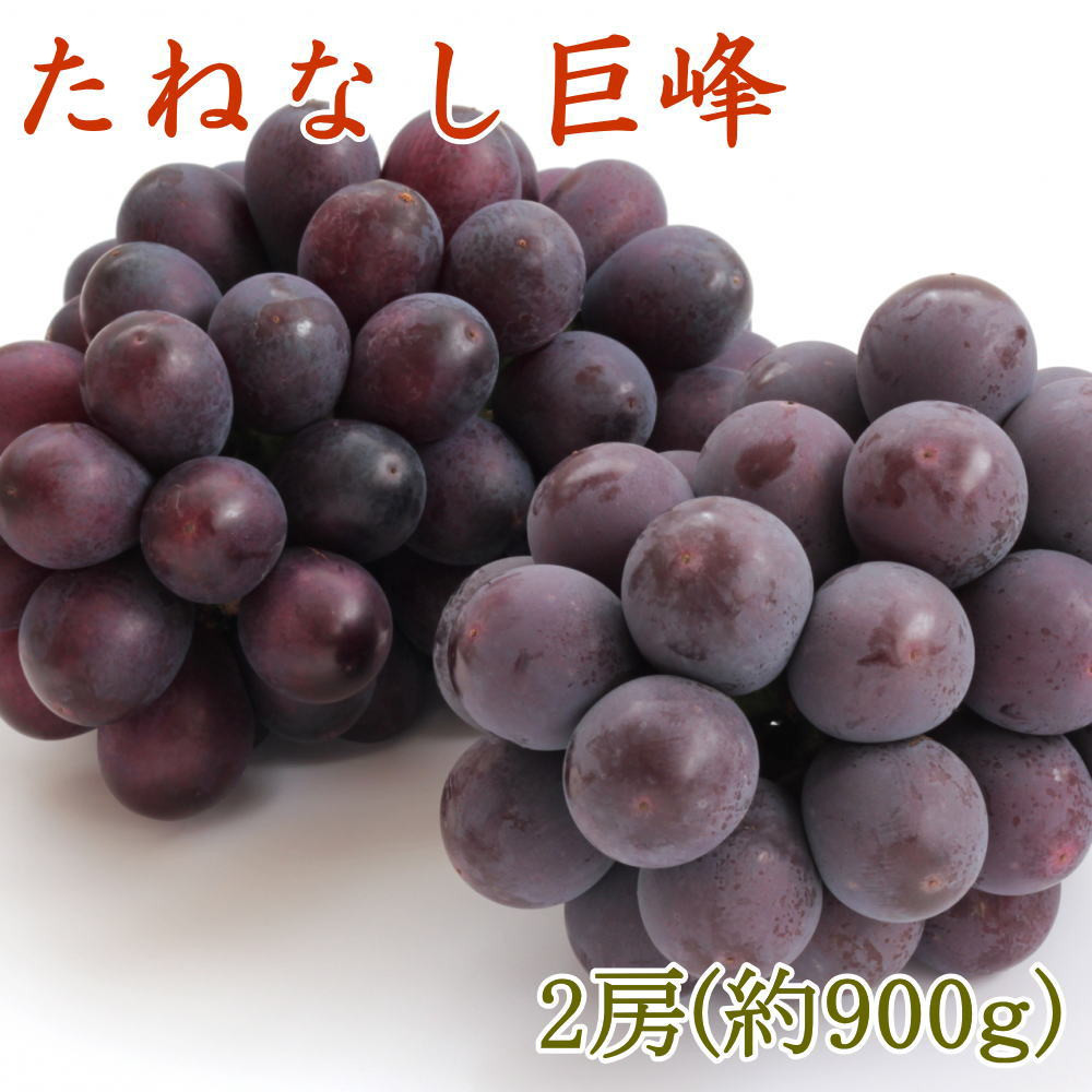 [VNEY]a̎RLcŶ˂ȂQ[i900gj2025N8{菇a̎RLc쒬12000ʕEt[c}XJbgEԂǂ