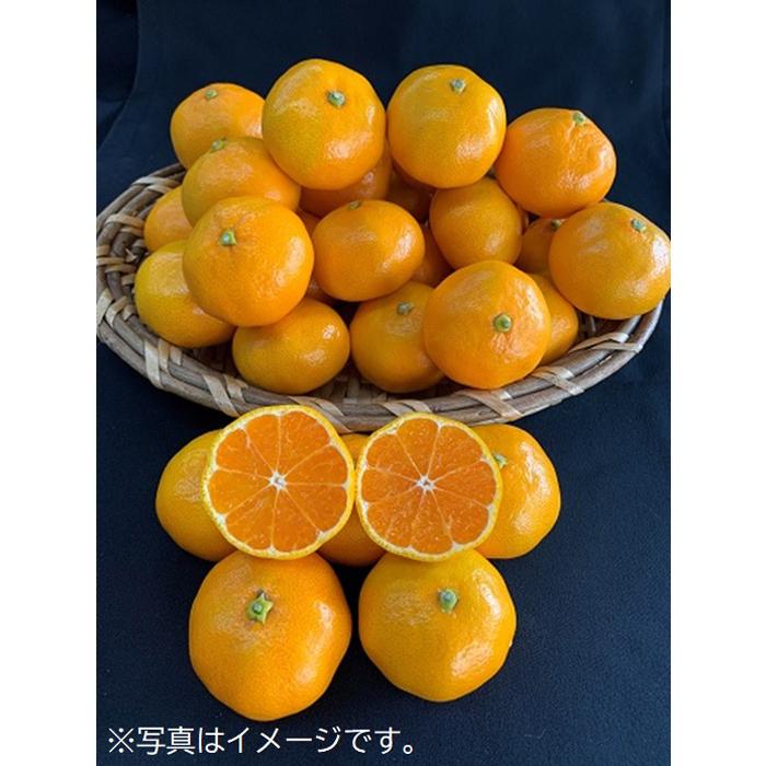 【数量限定】【赤秀特選品】有田みかん 約5kg(SもしくはМサイズ)※サイズ指定不可和歌山県有田川町14500果物・フルーツみかん・柑橘類