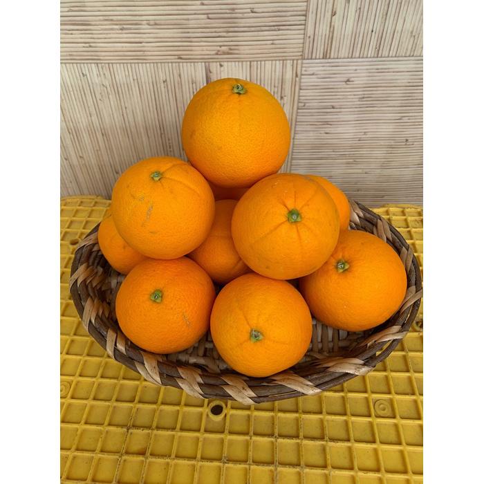 完熟ネーブルオレンジ 赤秀品 5kg(М・L・2L/サイズ指定不可)和歌山県有田川町12000果物・フルーツみかん・柑橘類
