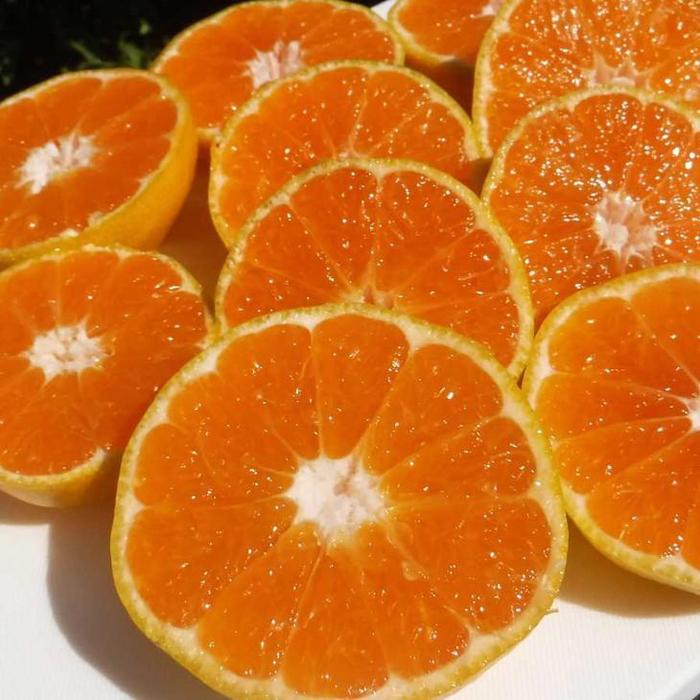 ݂ 2.5kg  ƒp@a̎RLc쒬Y@Lc݂ 肾݂a̎RLc쒬10000ʕEt[c݂Ek