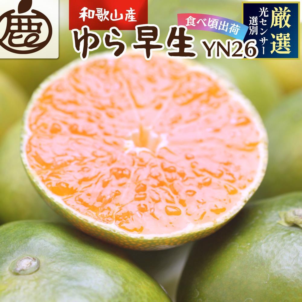 プレミアム 有田みかん(ゆら早生)5kg+250g(傷み補償分)和歌山県有田川町14000果物・フルーツみかん・柑橘類