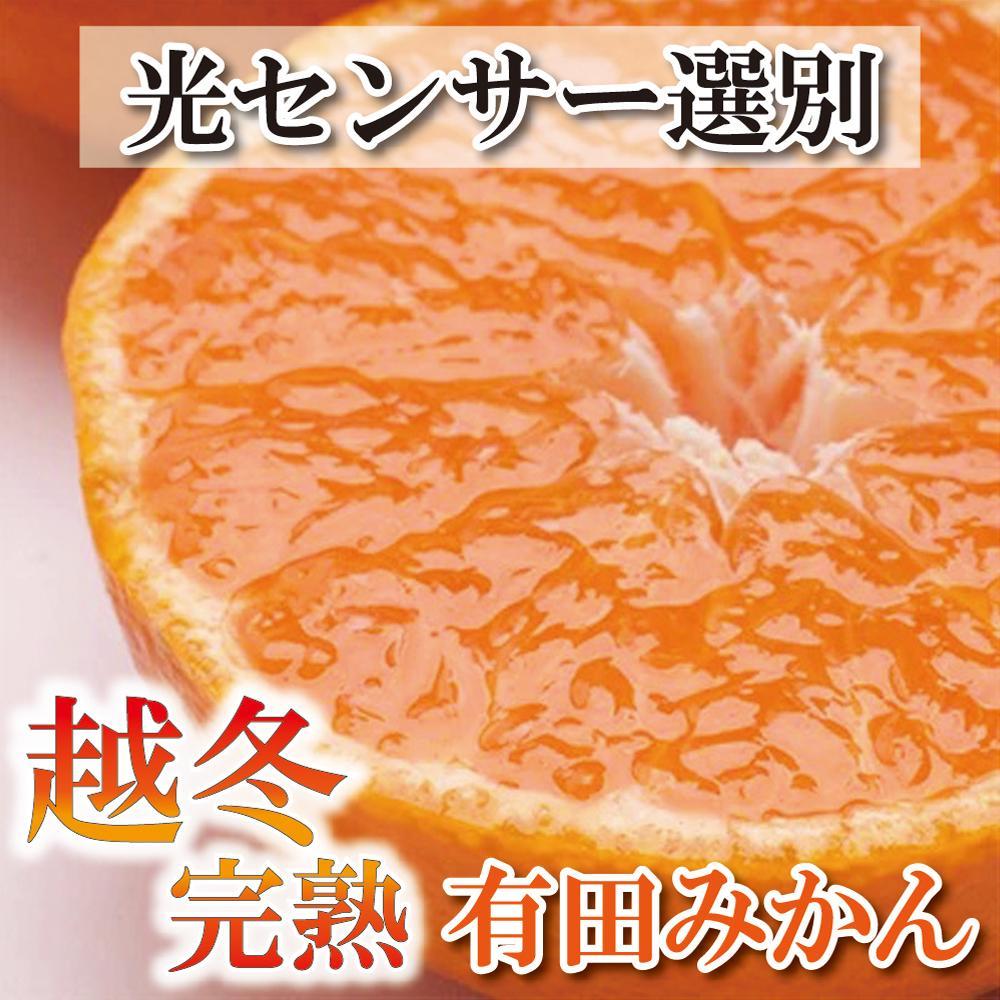 家庭用 越冬完熟みかん1.5kg+45g(傷み補償分)【ハウスみかん】【わけあり・訳あり】【光センサー選果】和歌山県有田川町7000果物・フルーツみかん・柑橘類