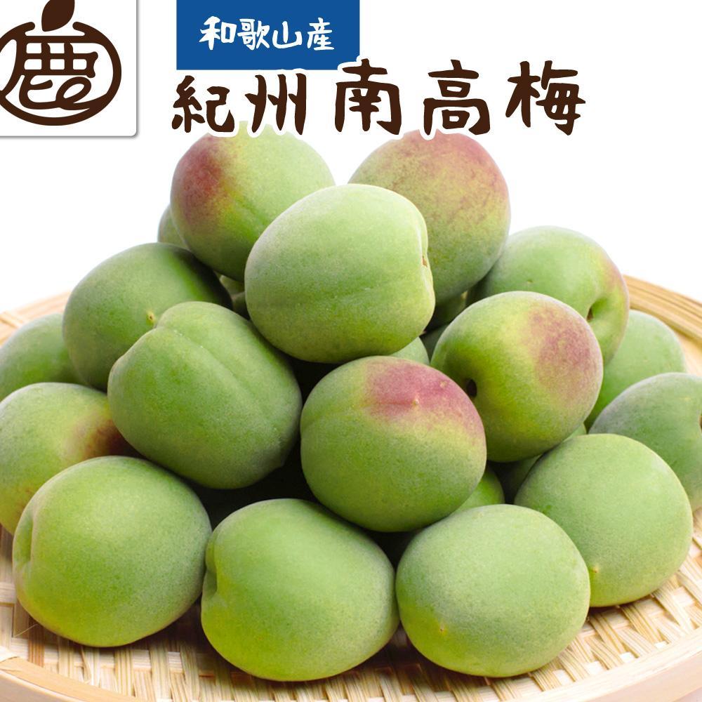 <6月発送>厳選青梅1.2kg+36g(傷み補償分)【梅干し・梅酒・梅ジュース】和歌山県有田川町10000果物・フルーツその他 果物・フルーツ