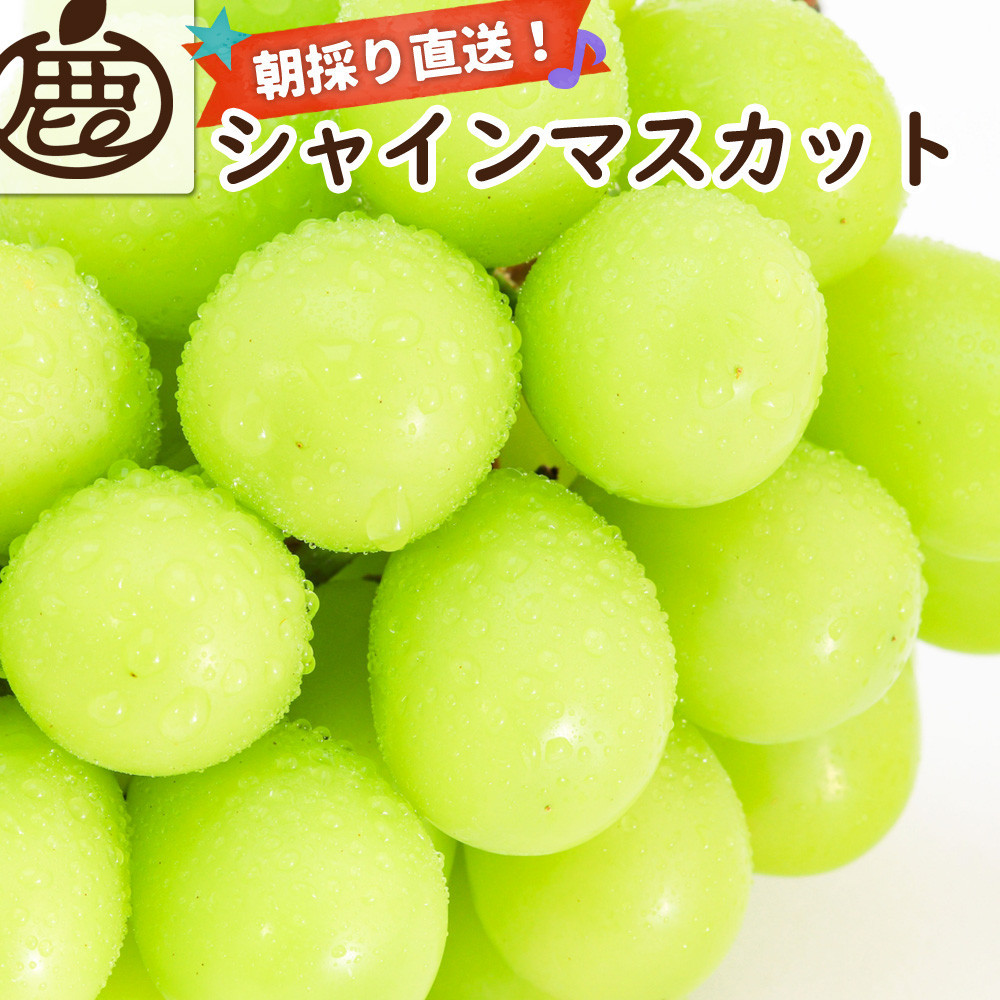 シャインマスカット 約3kg【朝採り】【フルーツ・果物】【そのまま食べられる】和歌山県有田川町30000果物・フルーツマスカット・ぶどう