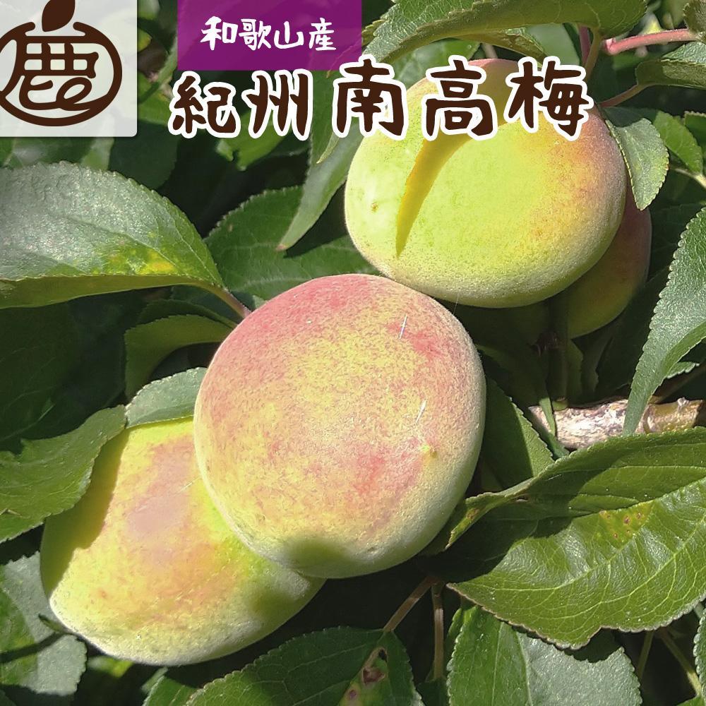 <6月発送>厳選 紀州南高梅(青梅)2.5kg+75g(傷み補償分)【梅干し・梅酒・梅ジュース】和歌山県有田川町20000果物・フルーツその他 果物・フルーツ