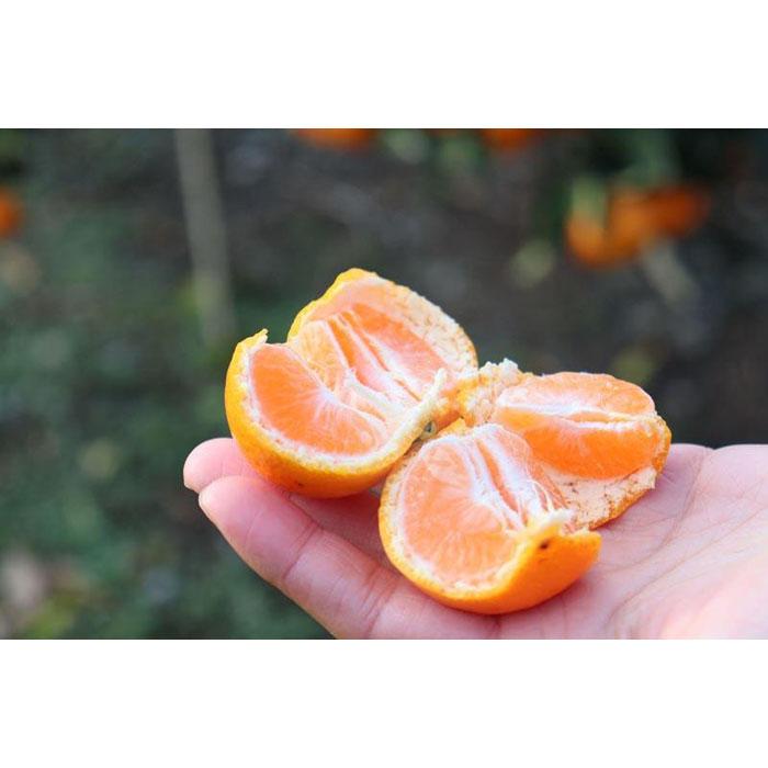 12/23܂łɂmF͔NmIꂢȉB݂ 񑡗pɂ  5kg (STCYw)a̎RLc쒬12000ʕEt[c݂Ek