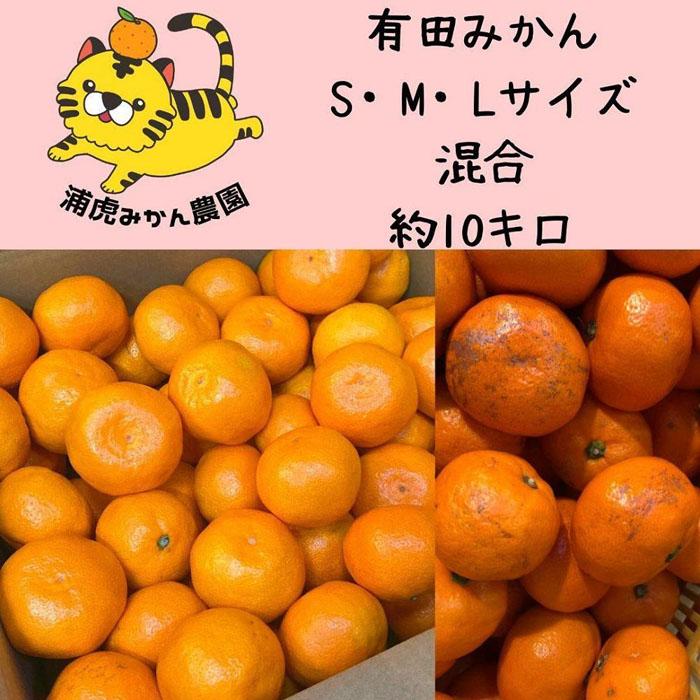12/23までにご入金確認分は年内発送確定!訳あり温州みかん 家庭用 箱込み 10kg (SMLサイズ混合)和歌山県有田川町19500果物・フルーツみかん・柑橘類