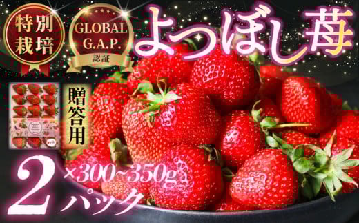 いちご 特別栽培 よつぼし 約 600~700g 先行受付 2026年1月発送開始 2 パック GLOBALG.A.P. 認証 ブランドいちご 苺 イチゴ ストロベリー strawberry 贈答 フルーツ 果物 旬 数量限定 期間限定 産地直送 i