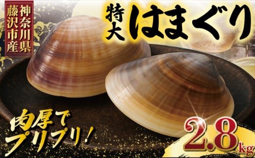はまぐり 蛤 大粒 約 2.8kg 砂抜き 済 LLサイズ ハマグリ 湘南はまぐり 冷凍 魚介 魚貝 冷凍 海鮮 水産加工品 水産品 海産物 魚 貝 だし ダシ 出汁 酒蒸し 味噌汁 酒蒸し グラタン お吸い物 網焼