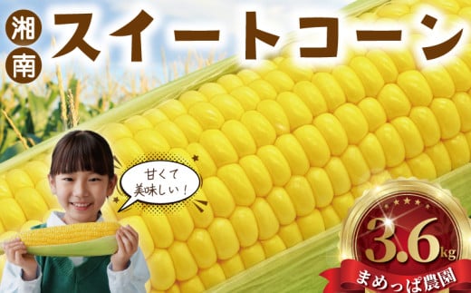 スイートコーン とうもろこし 3.6kg (9~11本)  朝採り とれたて トウモロコシ 先行予約 2026年6月発送 コーン 新鮮 ジューシー 甘い 美味い おやつ とうきび 国産 旬 夏野菜 野菜 やさい 冷蔵 食品