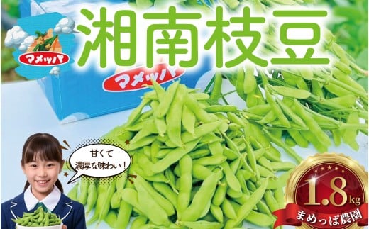 えだまめ 1.8kg  小分け 枝豆 小分け 朝採り とれたて 湘南産 先行予約 2026年7月発送 新鮮 豆 まめ edamame mame マメ えだ豆 エダマメ 個包装 便利 甘い 濃厚 旬 野菜 お酒 やさい 夏野菜 冷蔵 まめ