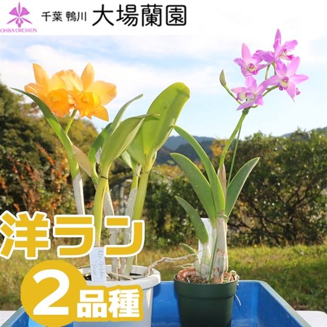 大場蘭園発】鑑賞用 洋ラン3品種セット [0030-0108] | 千葉県鴨川市 | JRE MALLふるさと納税