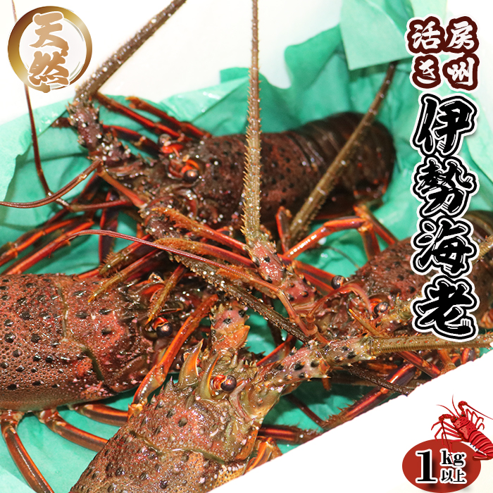 szt ߘa7N11܂ŁtyIzsʌtVR w[BɐCVxPkgȏiS`Uj@[0050-0089]ts50000ECY̑ ECY