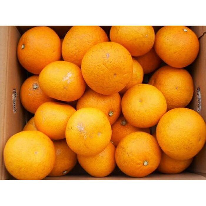 和歌山由良町産はっさく 約10kg サイズ混合 【訳あり ご家庭用 キズあり】 【SL42】和歌山県那智勝浦町16000果物・フルーツみかん・柑橘類