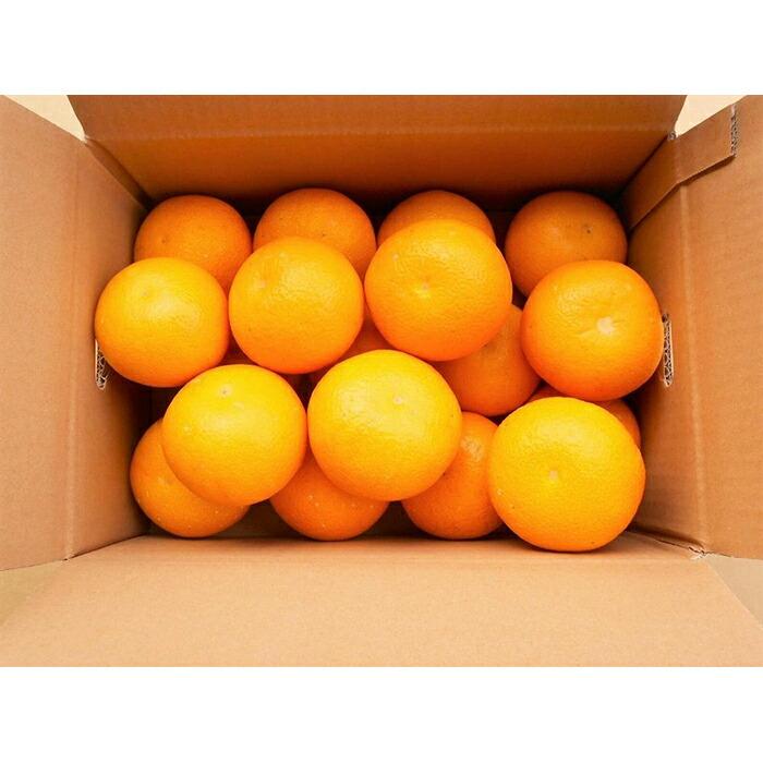 和歌山由良町産 はっさく 約5kg 秀品 サイズおまかせ (Lまたは2Lいずれかお届け) 【SL3】和歌山県那智勝浦町14000果物・フルーツみかん・柑橘類