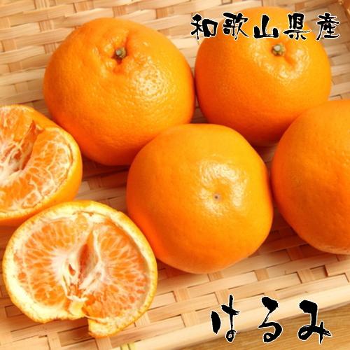 濃厚 はるみ みかん S 〜Mサイズ 約10kg 2025年1月下旬〜2月中旬頃に順次発送予定| 先行予約 みかん 柑橘 蜜柑 くだもの 果物 果実 フルーツ 和歌山 有田 【MS84】和歌山県那智勝浦町24000果物・