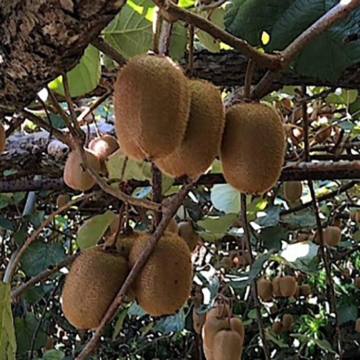 a̎RY LECt[c 1.2kg Gi mUS62na̎RߒqY8000ʕEt[c̑ ʕEt[c