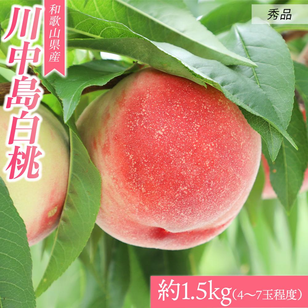a̎RY 쒆sGit 1.5kgi4`7ʒxjy7{蔭zyMG31za̎RߒqY10000ʕEt[cE