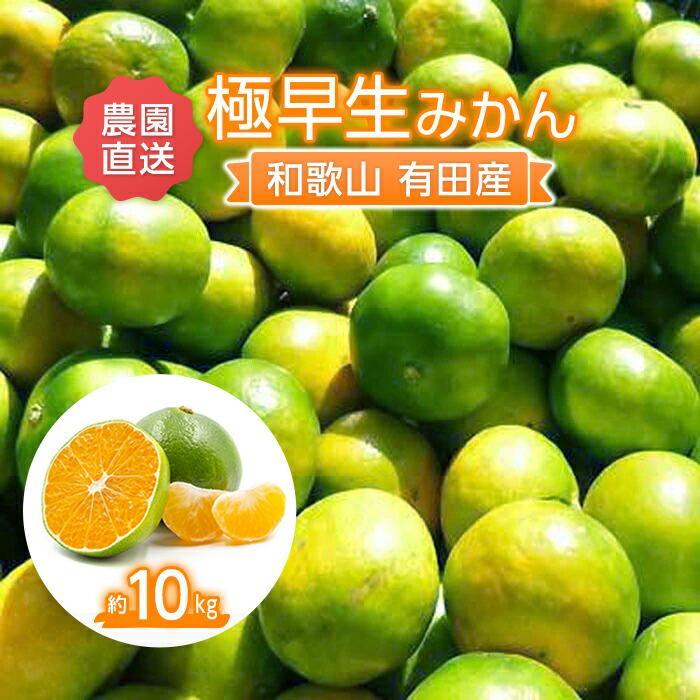 こだわりの 極早生みかん約10kg【2024年9月下旬より順次発送】和歌山県那智勝浦町13000果物・フルーツみかん・柑橘類