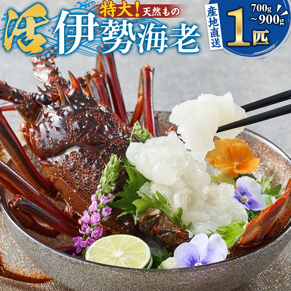 【特大】天然 活 伊勢海老 1匹(700g〜900g)南紀黒潮イセエビ 年末年始 お正月 お届け可 |期間限定 漁師直送 海鮮 海老 とれたて 人気 高級 産地直送和歌山県那智勝浦町40000魚介・海産物エ