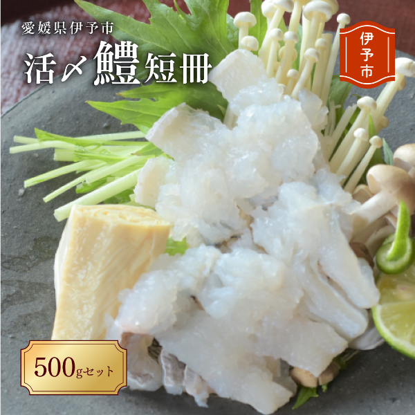 【期間限定】活〆鱧(ハモ)短冊500gセット 冷蔵 船上活締め 鱧ちり鍋 北風鮮魚 愛媛県 伊予市|B101愛媛県伊予市10000魚介・海産物鮮魚