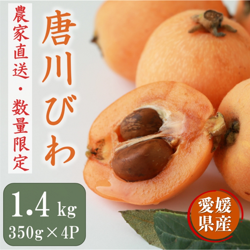 びわ 唐川びわ 約1.4kg(350g×4パック)L〜3Lサイズ|B126愛媛県伊予市12000果物・フルーツその他 果物・フルーツ