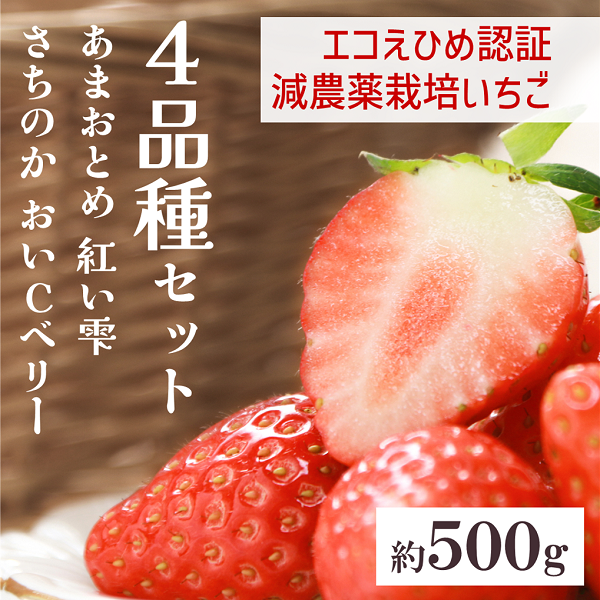 いちご 高級 ぜいたく いちご狩り気分4品種食べ比べセット 数量限定 農園直送 ギフト 愛媛 人気 伊予市 くぼなか農園|B15愛媛県伊予市16000果物・フルーツいちご