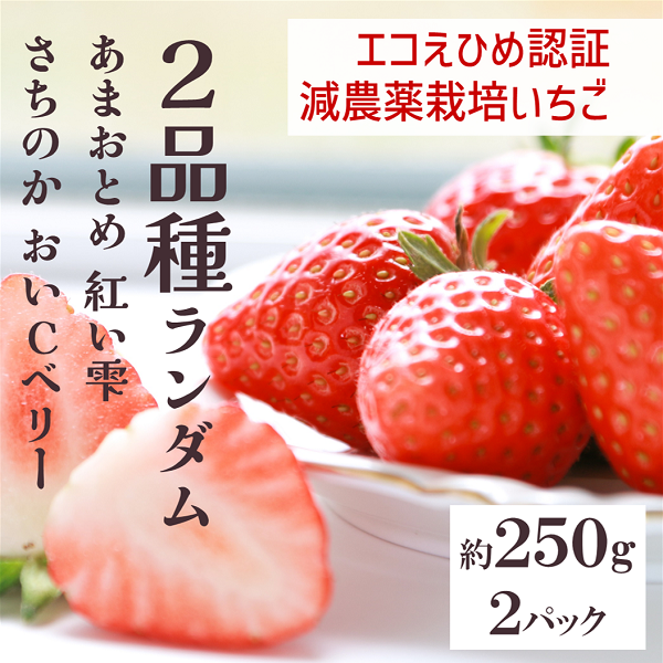 いちご 2パック 農園直送  ランダム 2品種 食べ比べ さちのか おいCベリー あまおとめ 紅い雫 かおり野 数量限定 愛媛 人気 伊予市 くぼなか農園|B201愛媛県伊予市12000果物・フルーツいちご