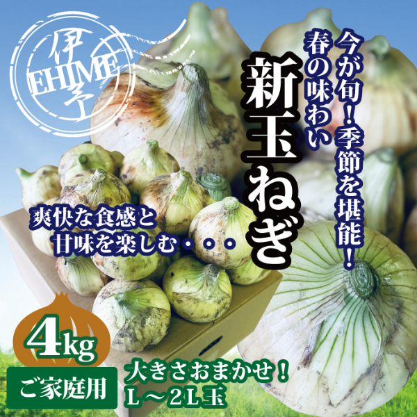 新玉ねぎ 約4kg 4月発送 春の味わい 愛媛 伊予市|B237愛媛県伊予市12000野菜・きのこ玉ねぎ・ねぎ