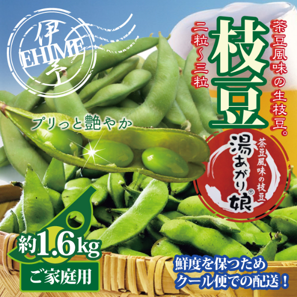 訳あり 枝豆 湯あがり娘 約1.6kg 家庭用 小分け 愛媛 伊予市|B239愛媛県伊予市12000野菜・きのこ豆類