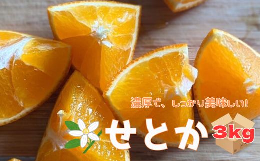 せとか 3kg ご家庭用 みかん 愛媛 先行予約 【2026年2月上旬から順次発送】 数量限定 愛媛県産 人気 柑橘 伊予市|B244愛媛県伊予市12000果物・フルーツみかん・柑橘類