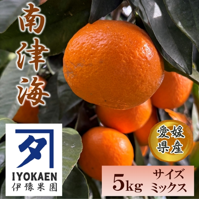 南津海 サイズミックス 約5kg ご家庭用 みかん 愛媛 人気 柑橘 伊豫果園 伊予市|B388愛媛県伊予市14000果物・フルーツみかん・柑橘類