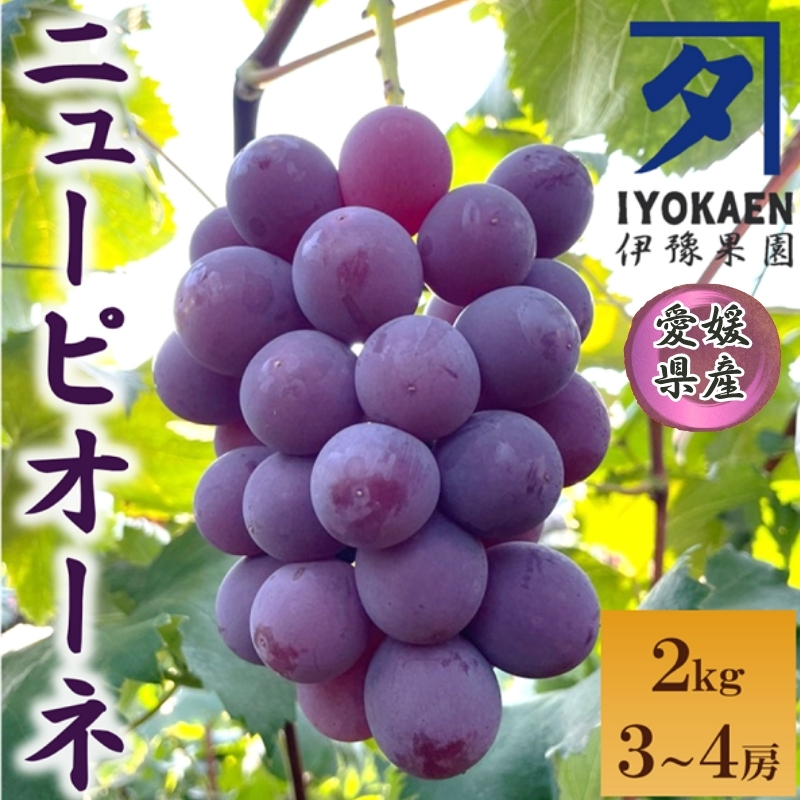 ニューピオーネ 約2kg 【2026年先行予約・2026年8月上旬から順次発送予定】 ぶどう 葡萄 種無し 果物 愛媛 人気 伊豫果園 伊予市|B390愛媛県伊予市18000果物・フルーツマスカット・ぶどう