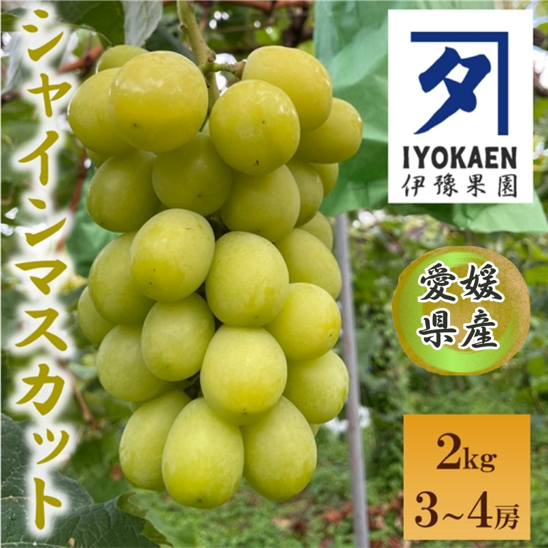 シャインマスカット 約2kg 【2026年先行予約・2026年9月から順次発送予定】 ぶどう 葡萄 果物 愛媛 人気 伊豫果園  伊予市|C108愛媛県伊予市26000果物・フルーツみかん・柑橘類