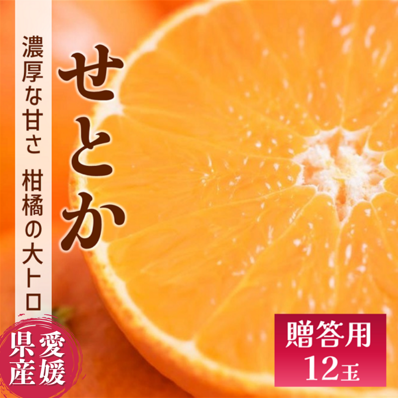 せとか みかん 愛媛 12玉 贈答用 人気 数量限定 先行予約 【2026年2月上旬以降発送】 柑橘 愛媛県産 伊予市|C130愛媛県伊予市20000果物・フルーツみかん・柑橘類