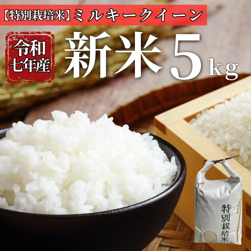 お米 令和7年産 新米 5kg ミルキークイーン 特別栽培米  先行予約 【2025年10月以降発送】 精米 米 こめ コメ 白米 ごはん ライス 愛媛 伊予市|C152愛媛県伊予市24000米・パン白米