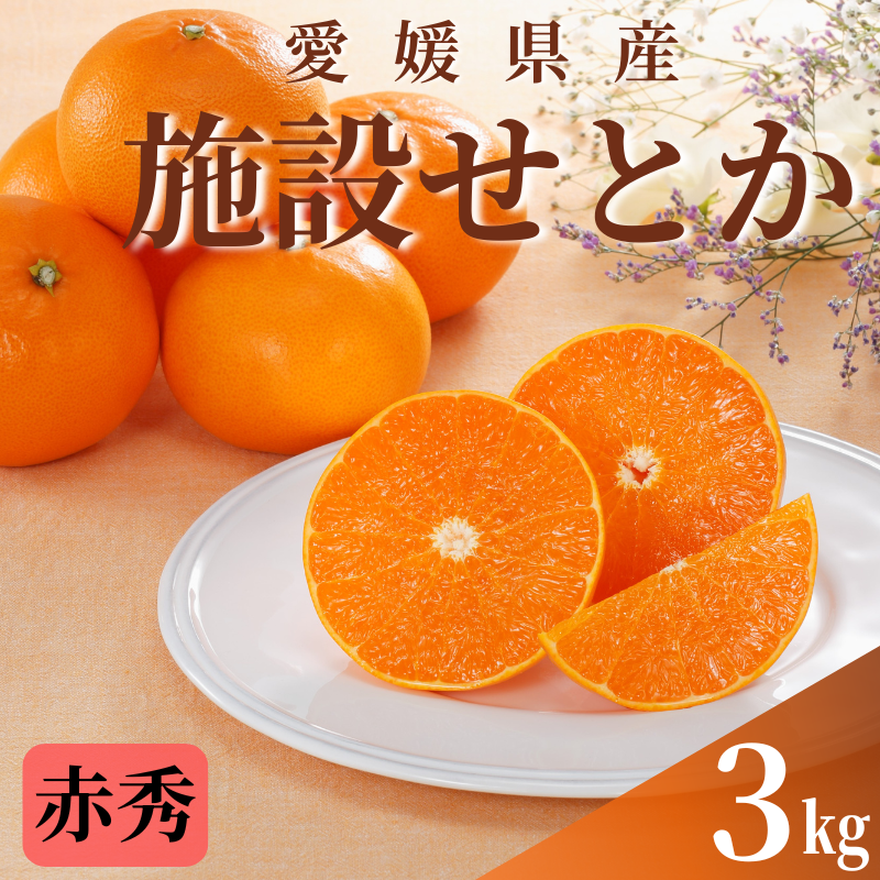 みかん 愛媛 せとか(施設)赤秀 約3kg L〜3L(15玉〜10玉) 【2026年2月下旬から順次発送予定】 人気 数量限定 柑橘 伊予市|C43愛媛県伊予市28000果物・フルーツみかん・柑橘類