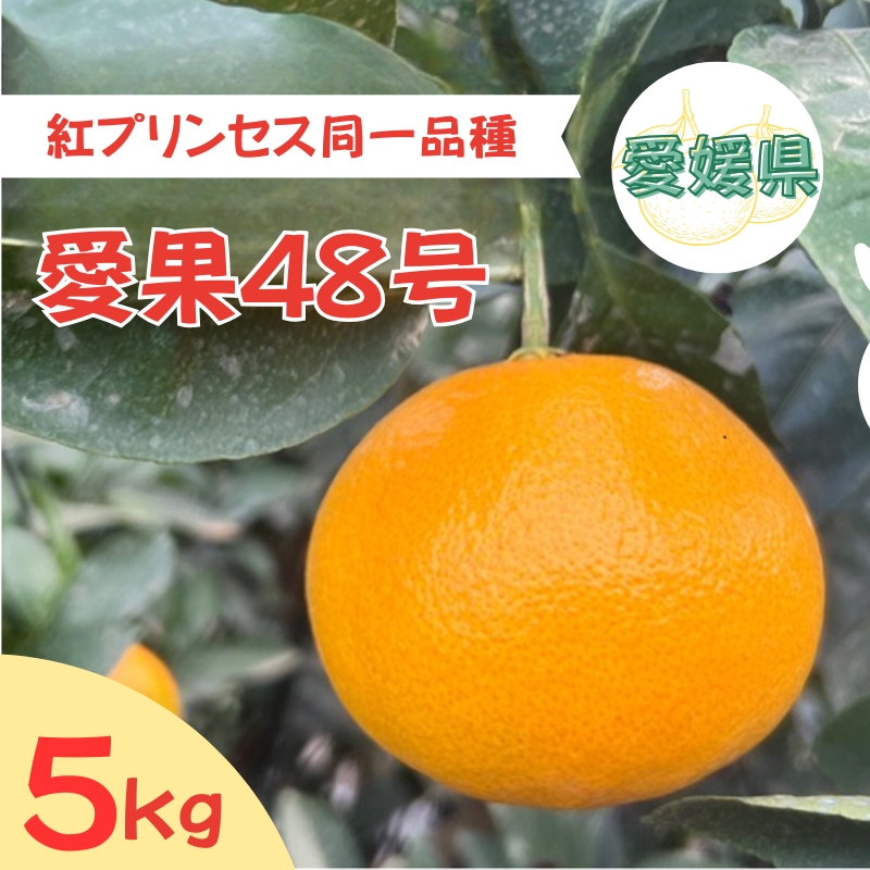 【【2026年3月発送予定】愛果48号 5kg 紅プリンセス同一品種 農園直送 みかん 愛媛 人気 数量限定 先行予約 柑橘 伊予市|C93愛媛県伊予市28000果物・フルーツみかん・柑橘類
