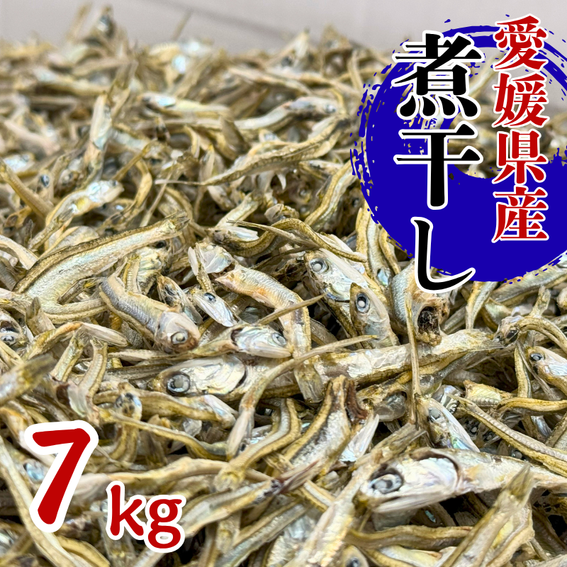 伊予煮干 いりこ 7kg 【10月以降発送】 伊予灘産 瀬戸内海 出汁 料理 おやつ カルシウム 健康 サクサク食感 海の幸 海産物 乾物 魚介類 おつまみ 保存食 特産品 愛媛 伊予市|D47愛媛県伊予市46