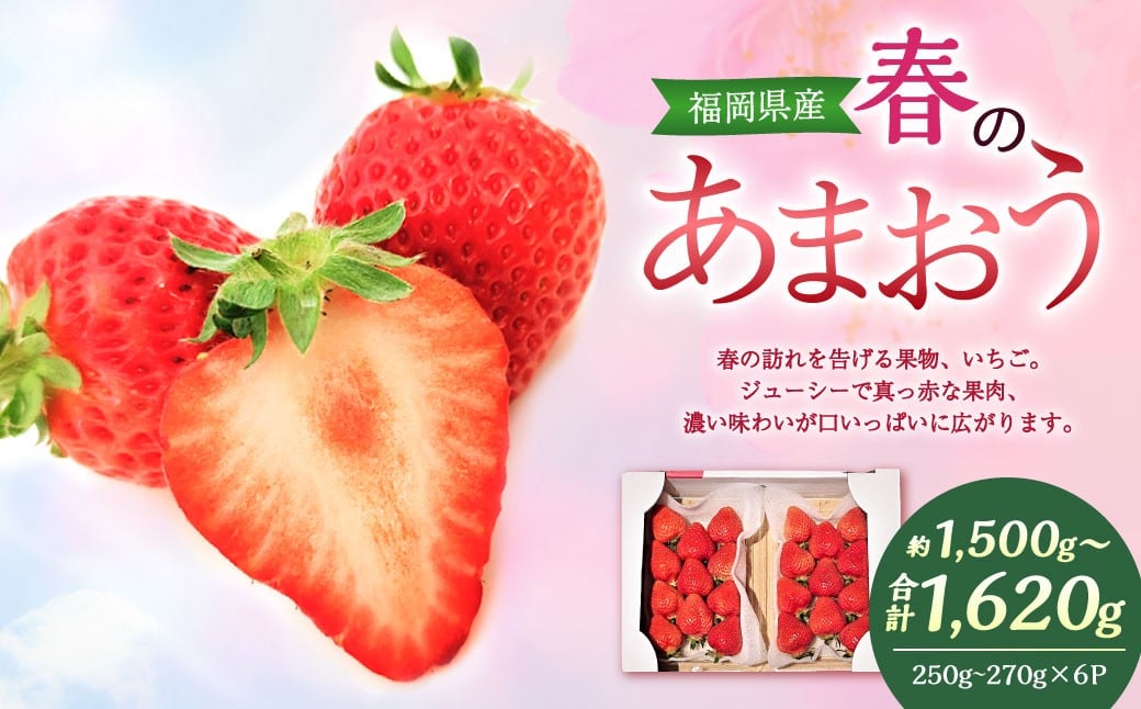 春のあまおう (2L・2A・G規格以上 6パック) 合計約1.5〜1.62kg 【数量限定】 【2026年3月上旬〜4月下旬発送予定】 あまおう 苺 いちご 果物 果実 フルーツ 国産 九州 福岡県 香春町 冷蔵福岡県
