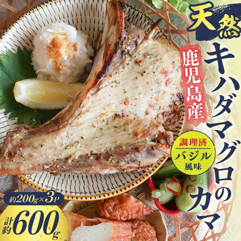 鹿児島産 天然 キハダマグロのカマ約200g×3P 調理済 (バジル風味) K100-012_01鹿児島県鹿児島市12000魚介・海産物鮮魚