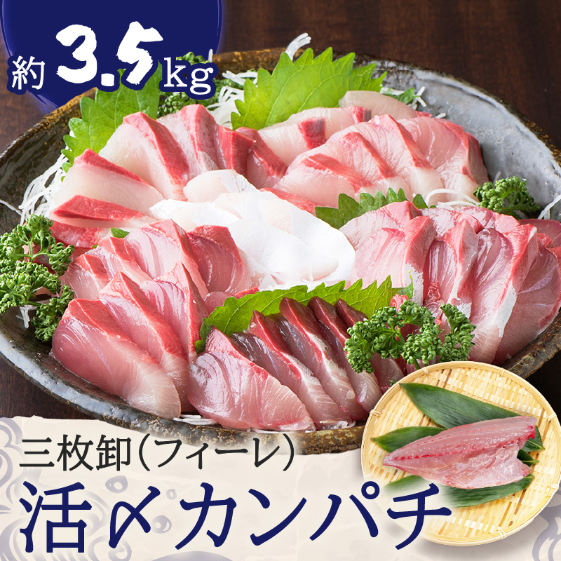 鹿児島県産カンパチ 約3.5kg 三枚卸(フィーレ) 活〆※真空包装 K294-003_02鹿児島県鹿児島市43000魚介・海産物鮮魚